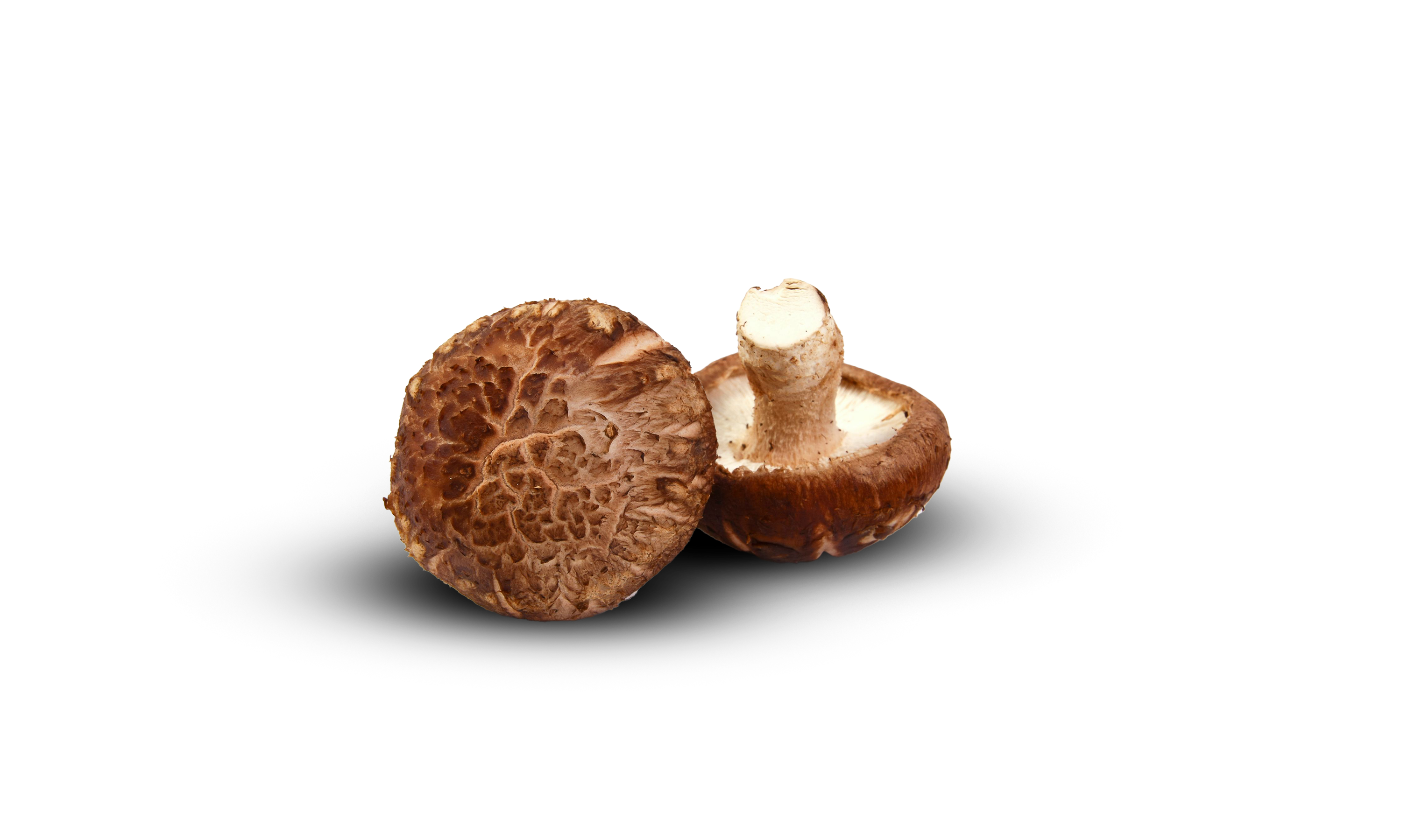 Shiitake