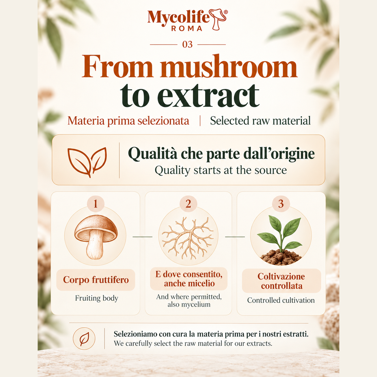 Dal fungo all’estratto / From mushroom to extract